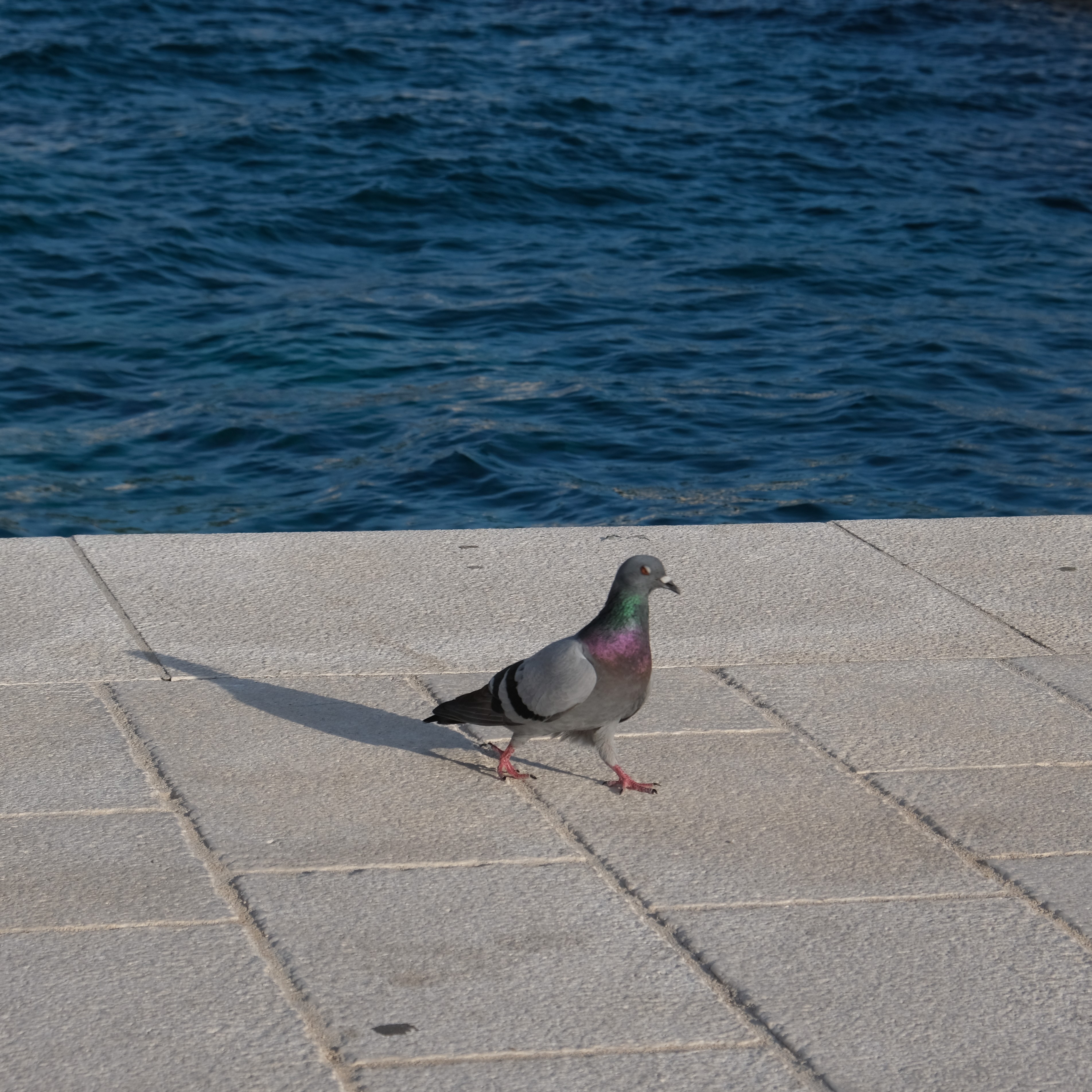 pigeon_cropped.jpg